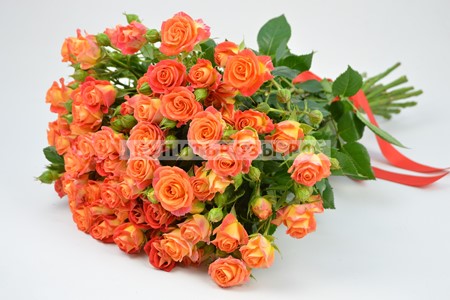 Кустовые розы Фиеста купить в Москве недорого
